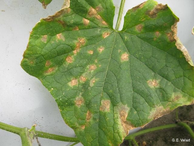 Figure 2. Cucumber leaf exhibiting early symptoms of anthracnose caused by C. orbiculare. Notice how lesions are beginning to become necrotic, but still look similar to other common cucumber diseases.